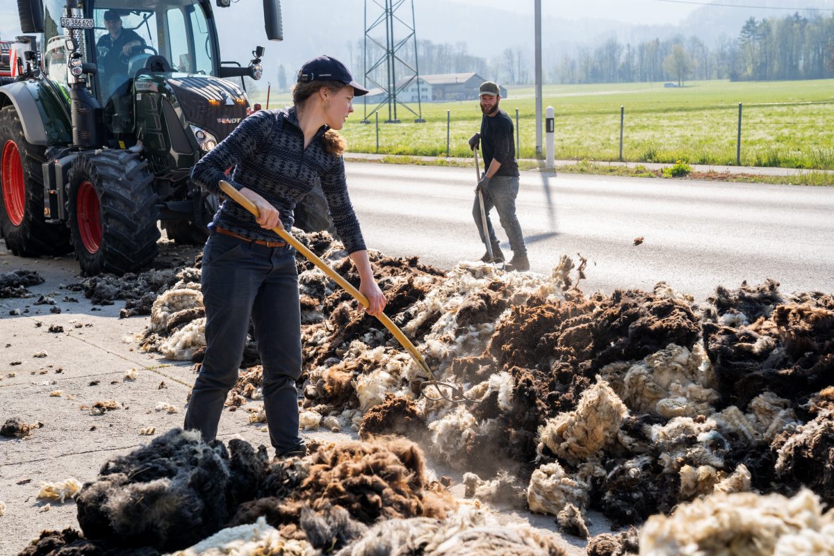 Schafbauern bringen ihre Wolle zur Weiterverarbeitung