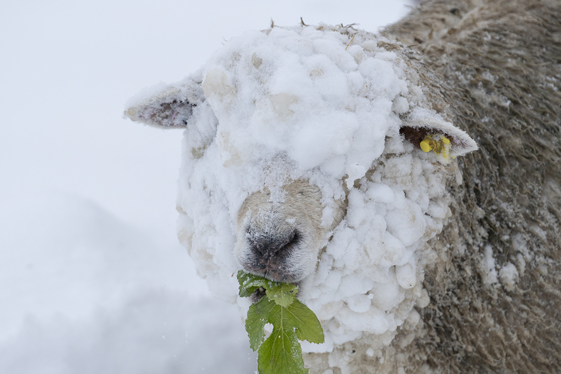 Schaaf im Winter