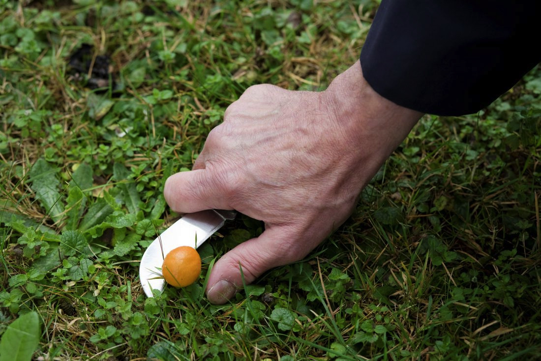 14 Portraets und Geschichten rund ums Thema Essen<br> Der Pilzsammler Max Isler findet seine Pilze im Friedhof.